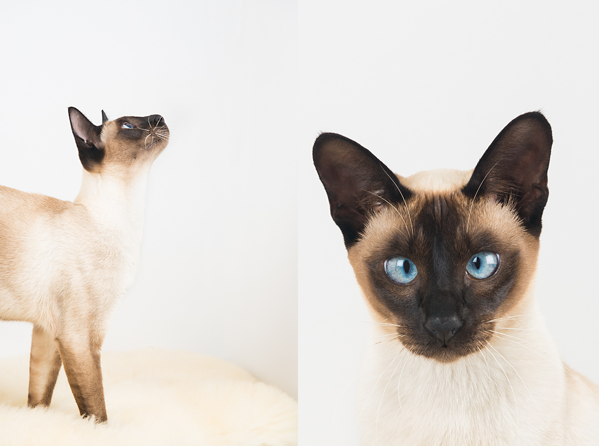 pets in whangarei