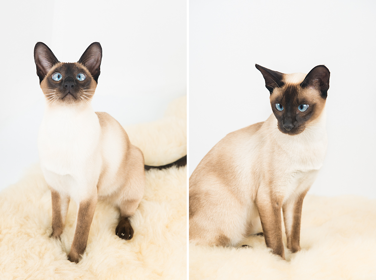 blue eye cat