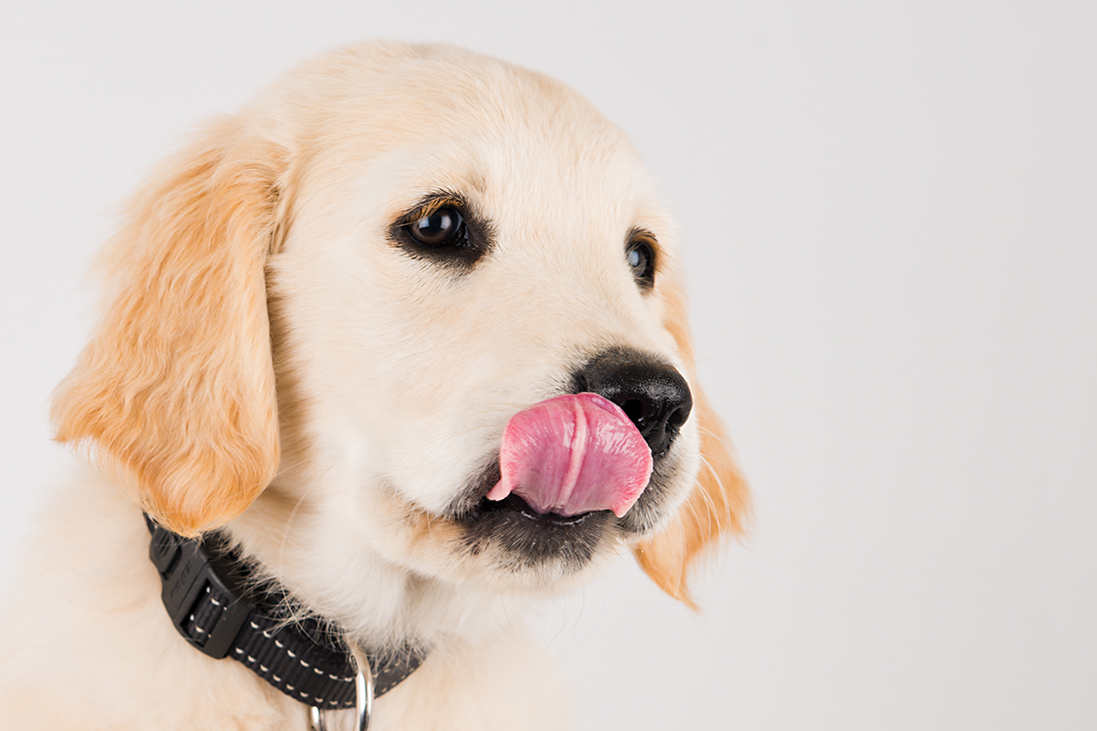 cute puppy