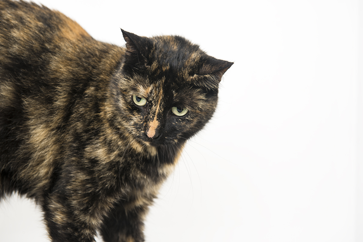 cat studio