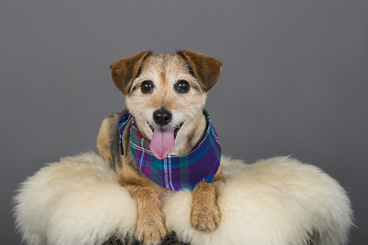 puppy studio portrait