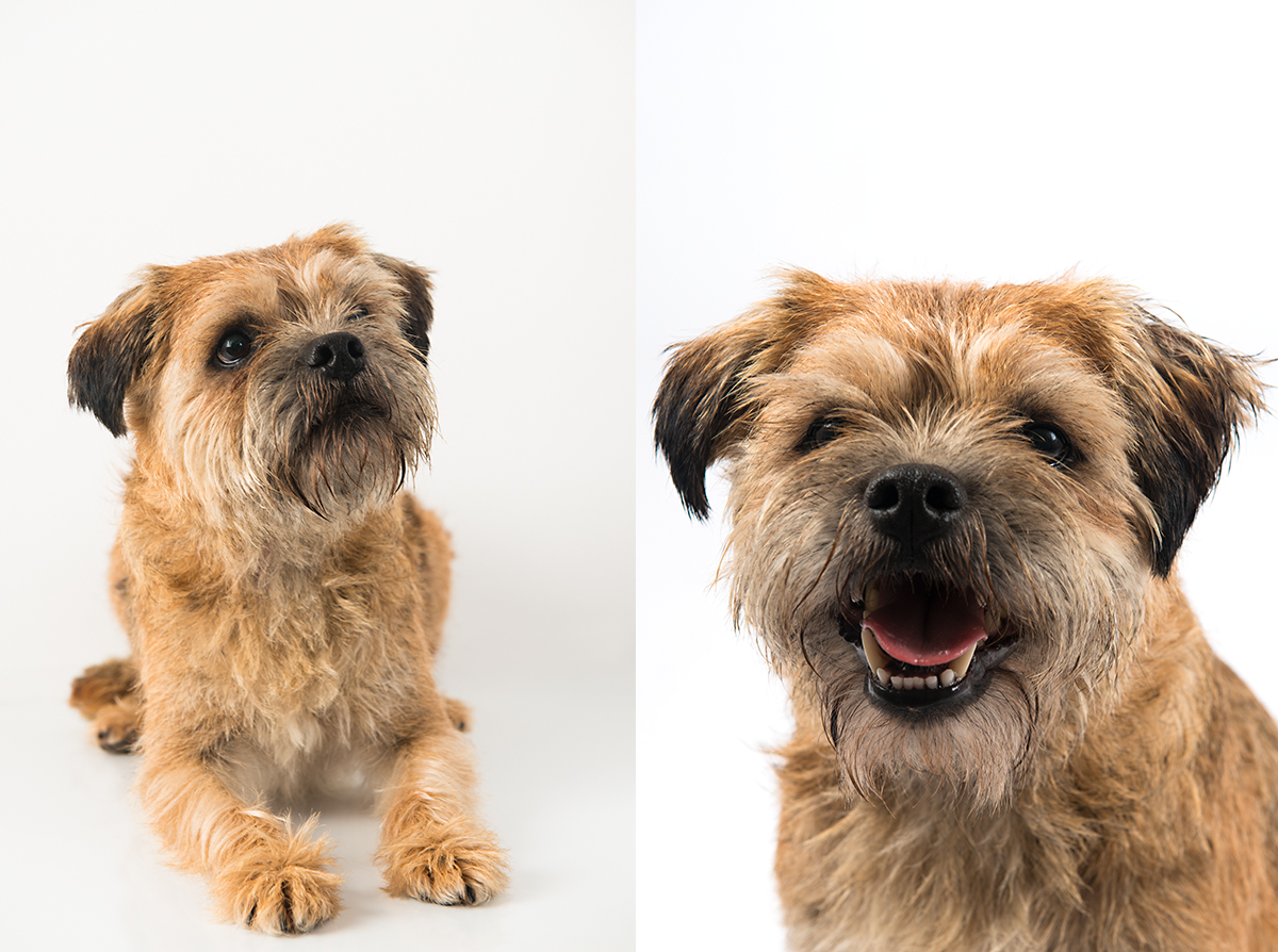 cute little dog studio photo