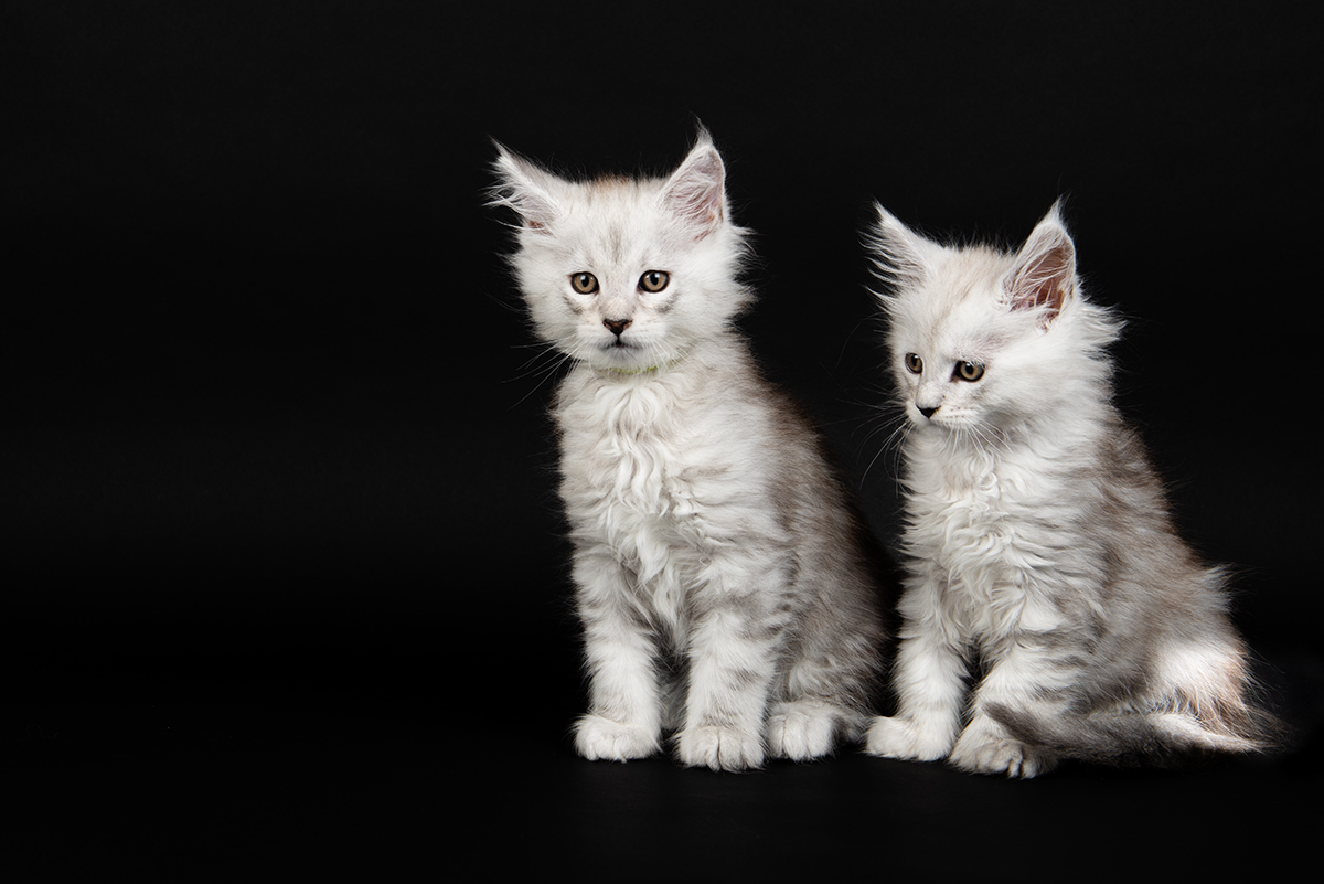 cats and kittens