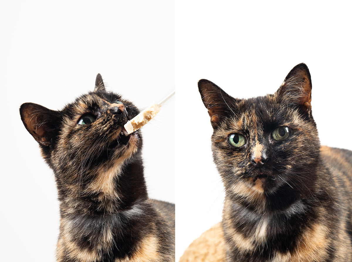 cat with treats